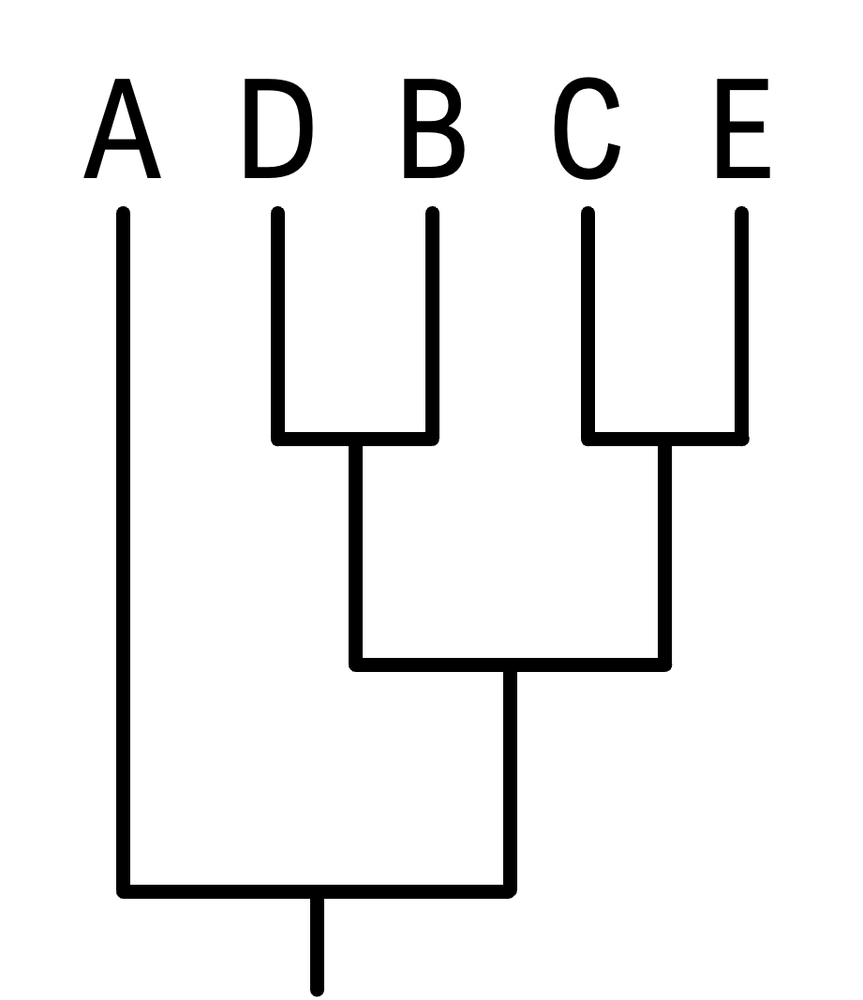 Alternative phylogenetic tree with species A, D, B, C, and E arranged differently.