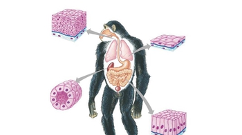 Animation: Epithelial Tissue