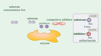 Animation: Enzymes: Competitive Inhibition