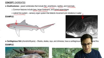 Gnathostomes