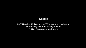 Animation: Acetylcholine Receptor