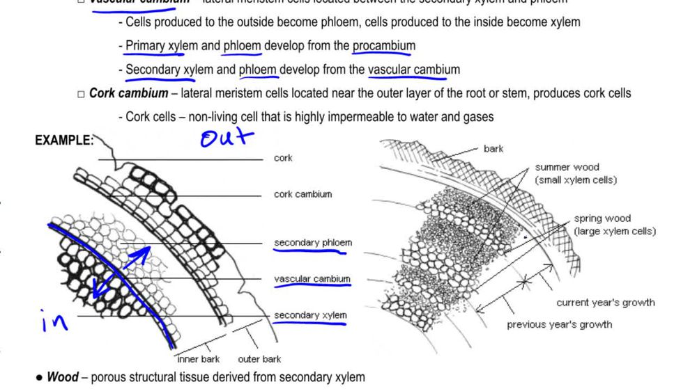Secondary Growth
