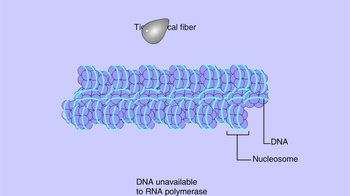 Animation: DNA Packing