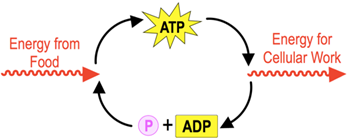 Diagram showing ATP cycle: energy from food converts ADP and phosphate into ATP, which provides energy for cellular work.