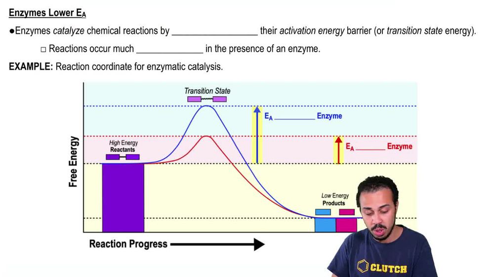 Enzymes Lower Activation Energy