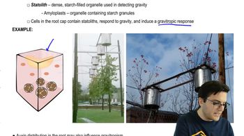 Gravitropism