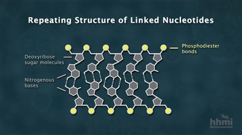 HHMI BioInteractive: Chemical Structure of DNA