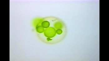Short Video: Volvox Flagella