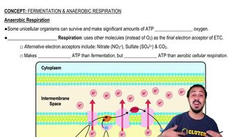 Anaerobic Respiration