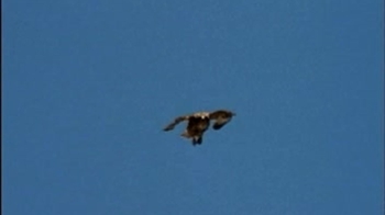 Short Video: Soaring Hawk