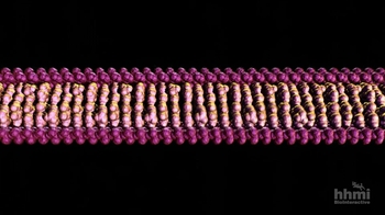 HHMI BioInteractive: Sickle-Cell Anemia