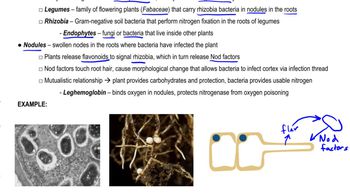 Nodules