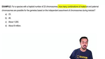 Genetic Variation During Meiosis Example 1