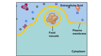 Animation: Exocytosis and Endocytosis