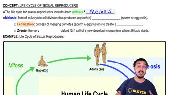 Life Cycle of Sexual Reproducers