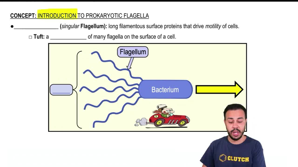 Introduction to Prokaryotic Flagella