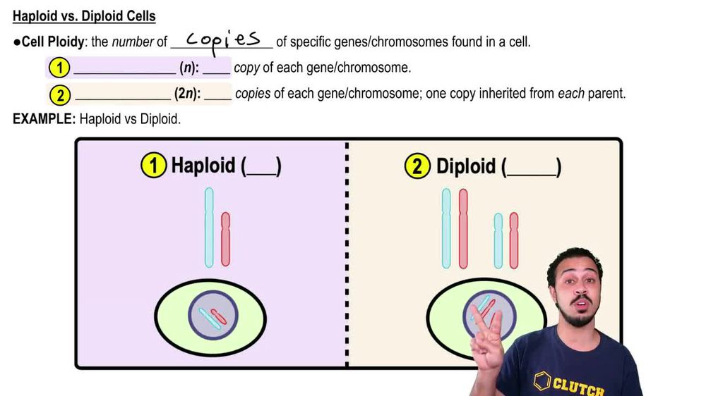 Haploid vs. Diploid Cells