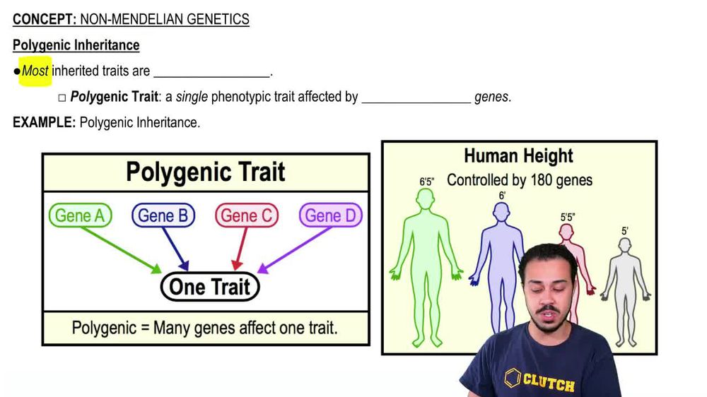 Polygenic Inheritance