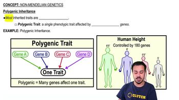 Polygenic Inheritance