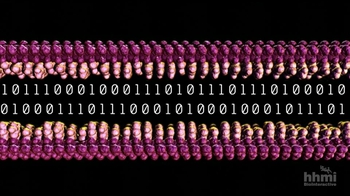 HHMI BioInteractive: Paired DNA Strands