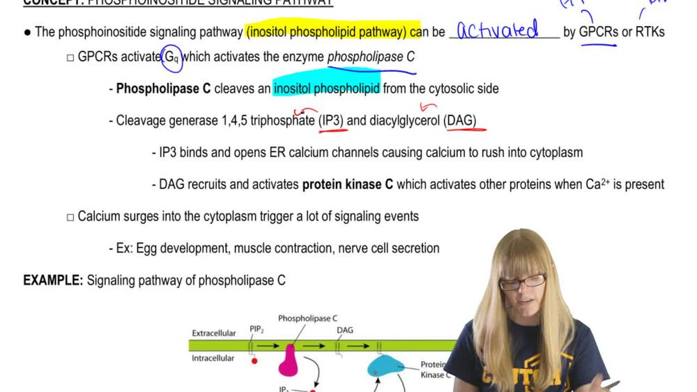PI Pathway