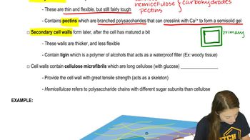 Plant Tissues
