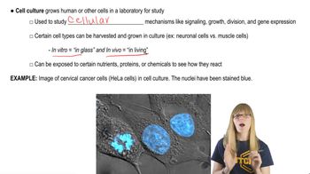 Cell Culture