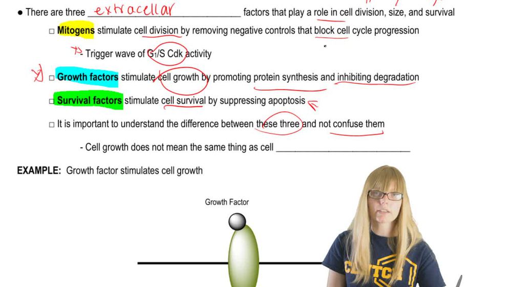 Cell Size Control
