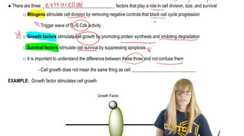 Cell Size Control