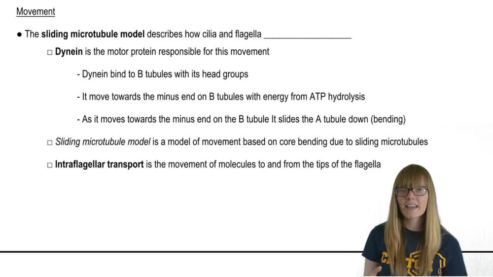 Sliding Microtubule Model
