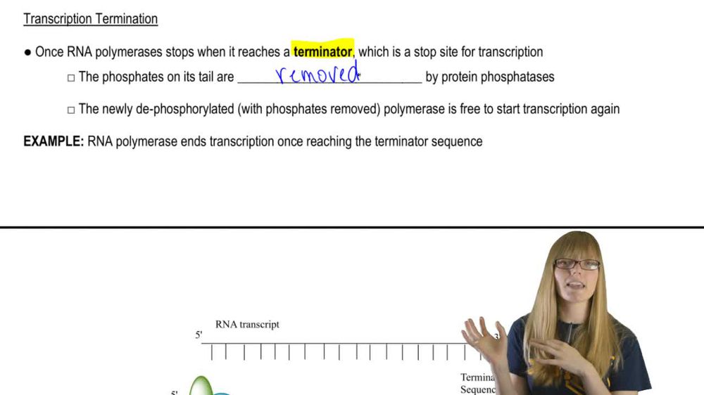 Transcription Termination
