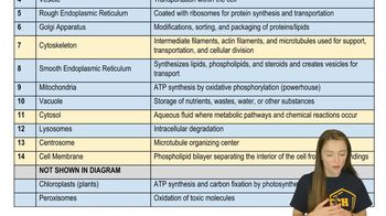 Organelles