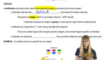 Antibodies