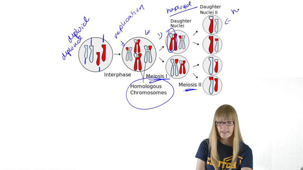 Overview of Meiosis