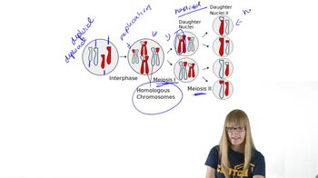 Overview of Meiosis