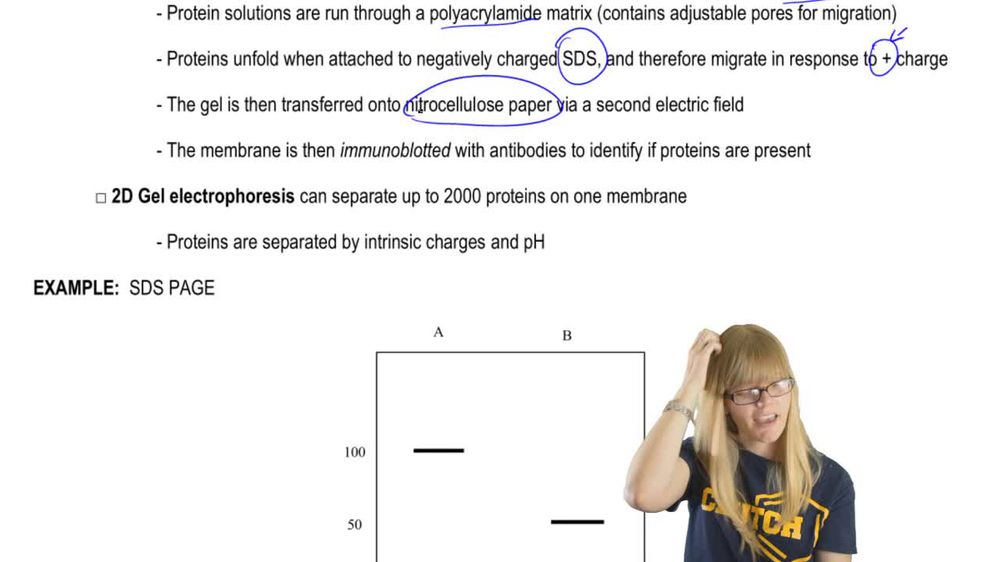 Studying Proteins