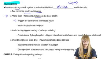 Insulin Signaling