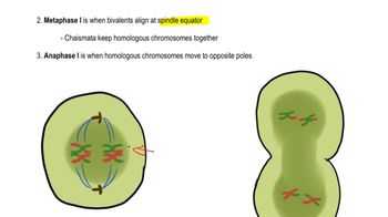 Meiosis Steps