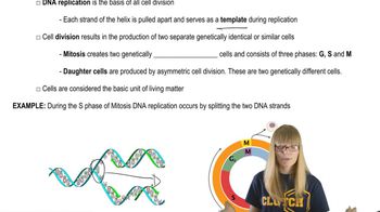Cell Replication