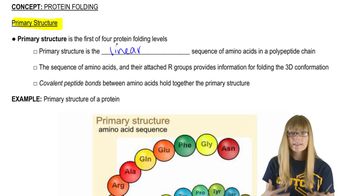 Primary Structure