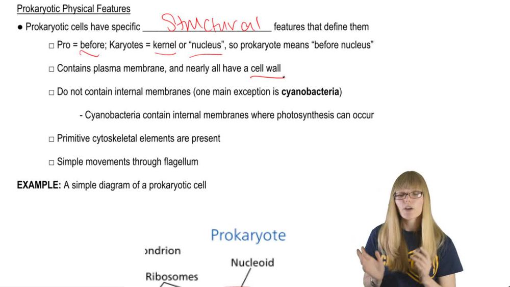 Prokaryotic Features