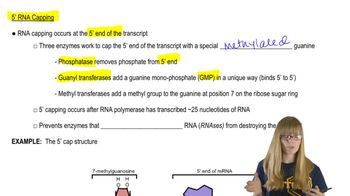 5' RNA Capping