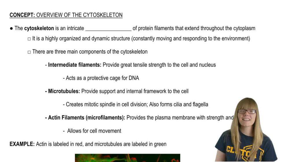 Cytoskeleton Overview