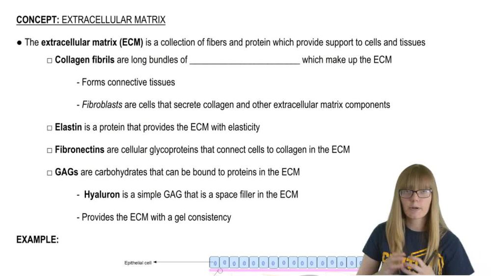 Extracellular Matrix