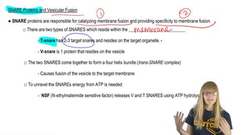 SNARE Proteins