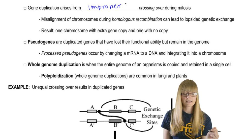 Gene Duplication