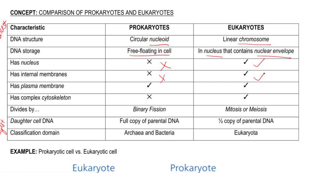 Comparing Prokaryotes and Eukaryotes