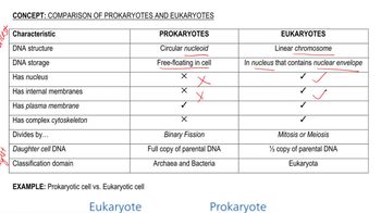 Comparing Prokaryotes and Eukaryotes