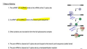 Splicing Steps
