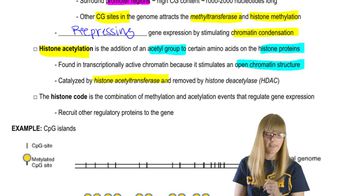 Epigenetic Modifications